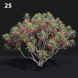 Euphorbia Melanocalyx Proxy Model for SketchUp
