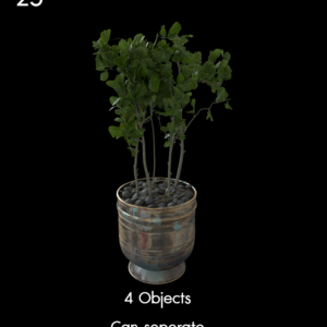 Ficus Lyrata Plant Model