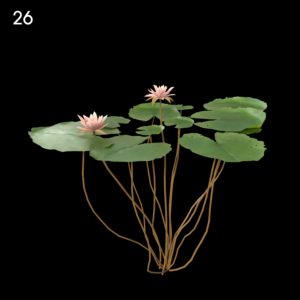 Light Pink Nymphaea Water Lily Proxy Model