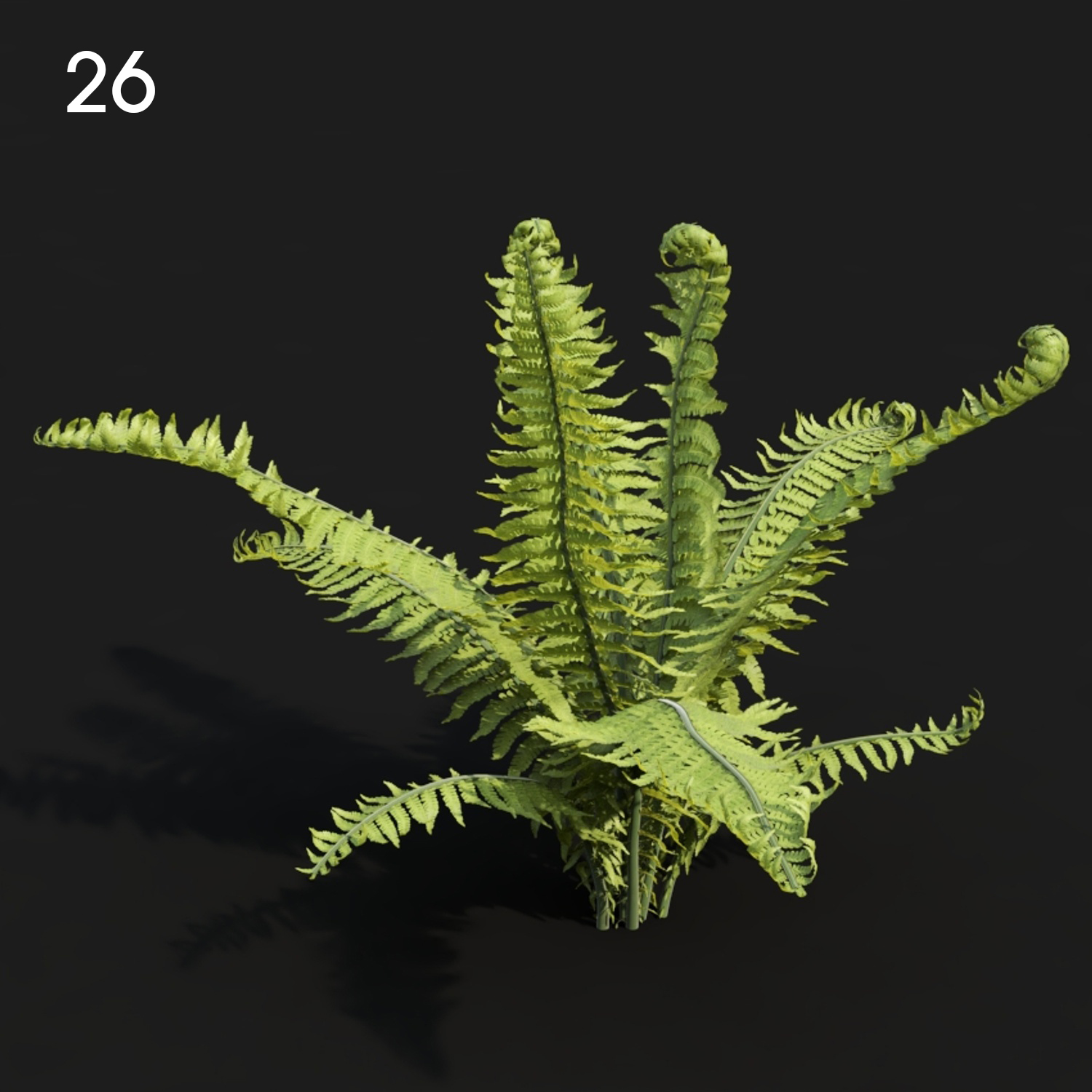 Matteu Plant Proxy Model for SketchUp