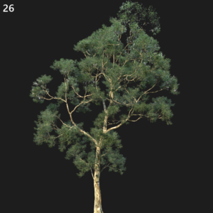 Eucalyptus Saligna Proxy Model for SketchUp