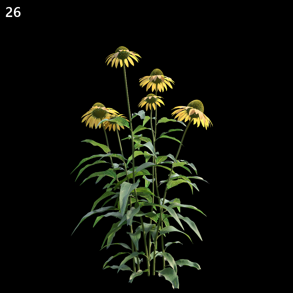 Echinacea Purpurea Proxy Model for SketchUp