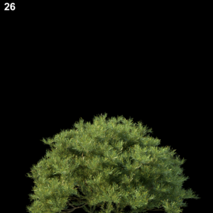 Banksia Spinulosa Proxy Model for SketchUp