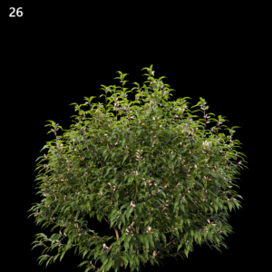 Sarcococca Hookeriana Proxy Model