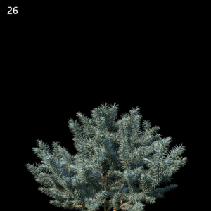 Picea pungens Model for SketchUp