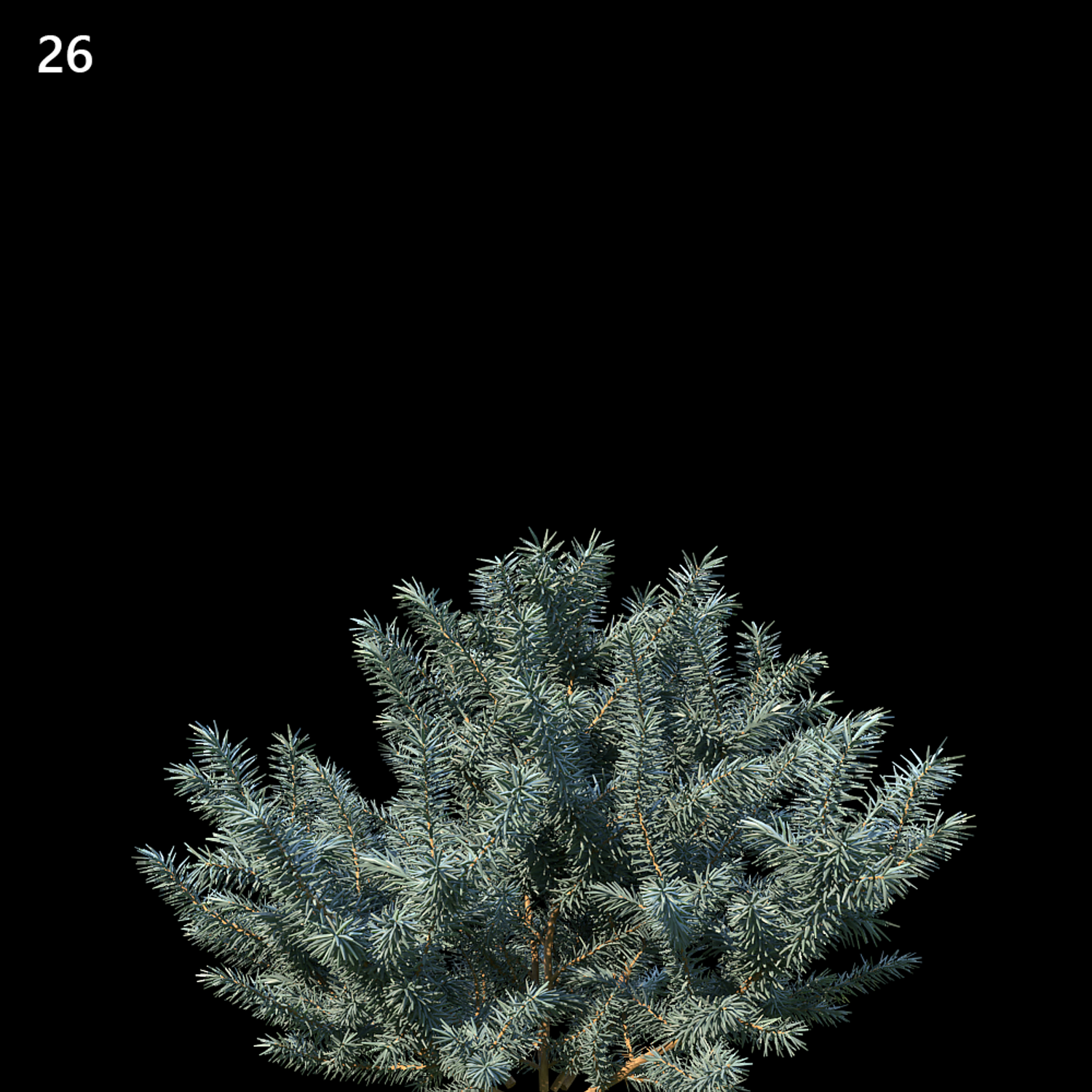 Picea pungens Model for SketchUp