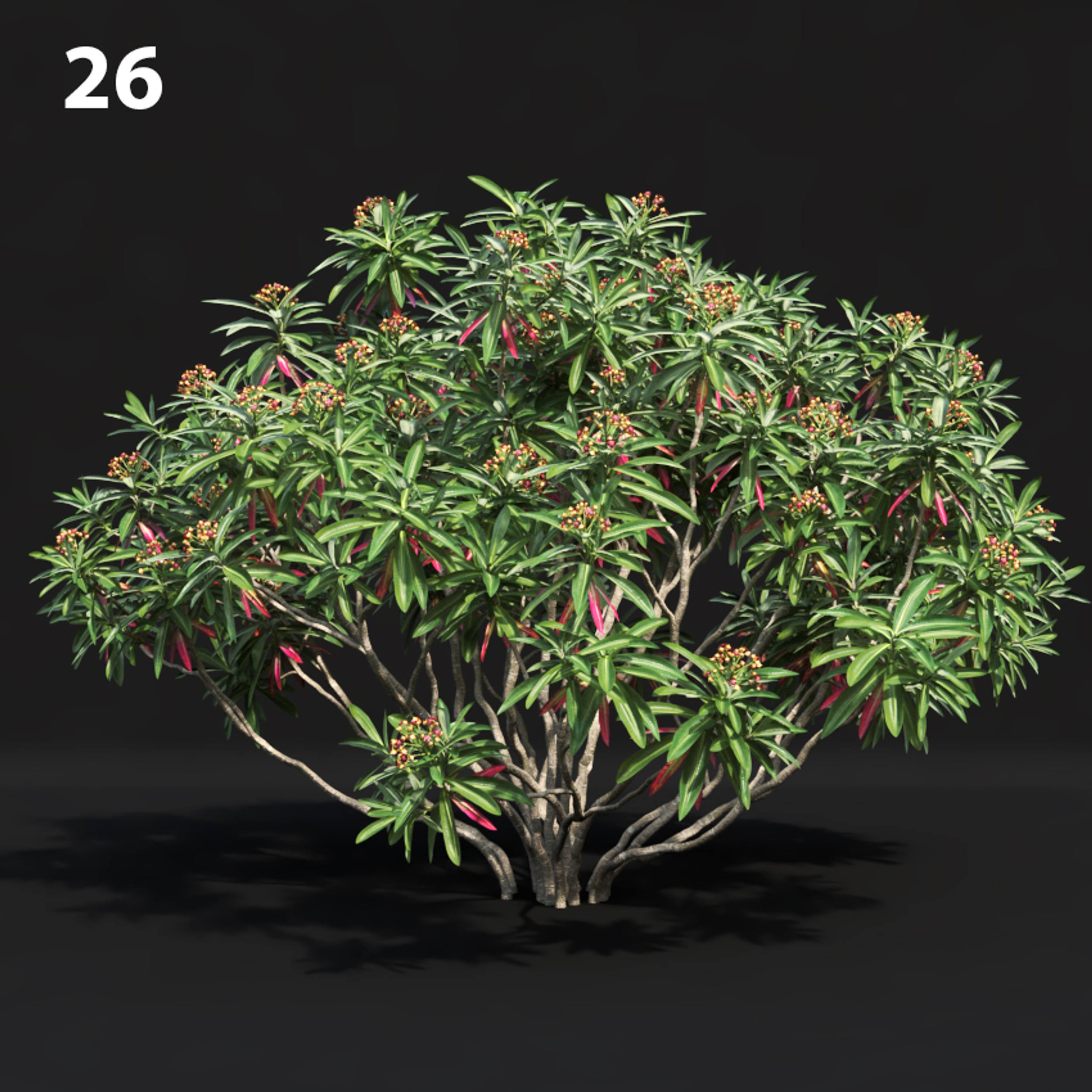 Euphorbia Plant Proxy Model for SketchUp with V-Ray