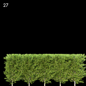 Carpinus Betulus Proxy Model