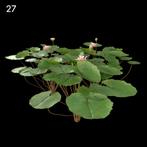 Light Pink Water Lily Proxy Model
