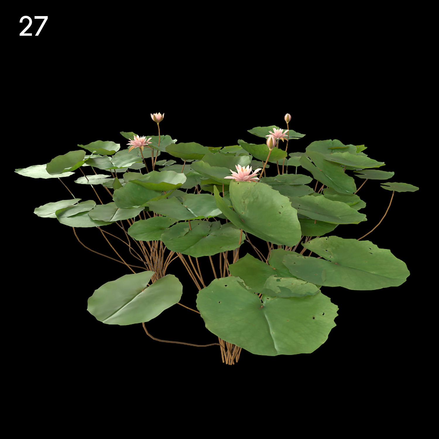 Light Pink Water Lily Proxy Model