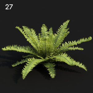 Matte Fern Plant Model