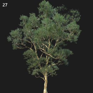 Eucalyptus Saligna Proxy Model for SketchUp