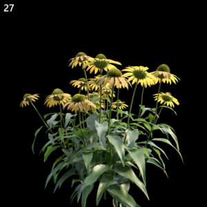Echinacea Purpurea Proxy Model