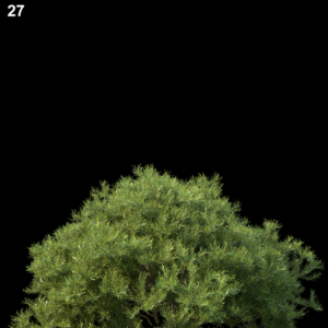 Banksia Spinulosa Model for SketchUp with V-Ray