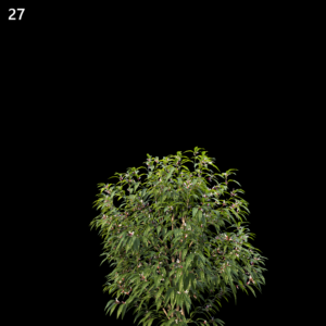Sarcococca Hookeriana Proxy Model