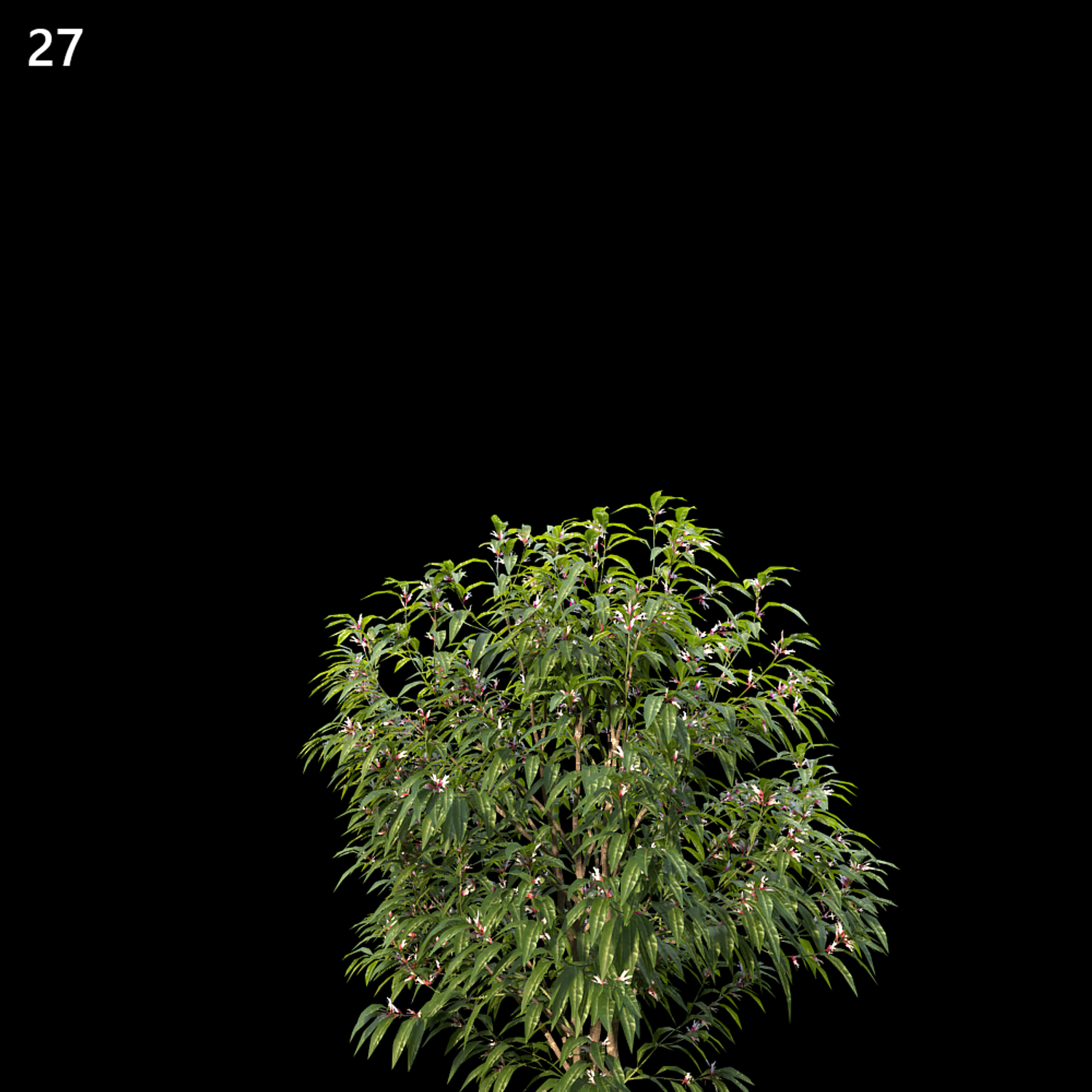 Sarcococca Hookeriana Proxy Model
