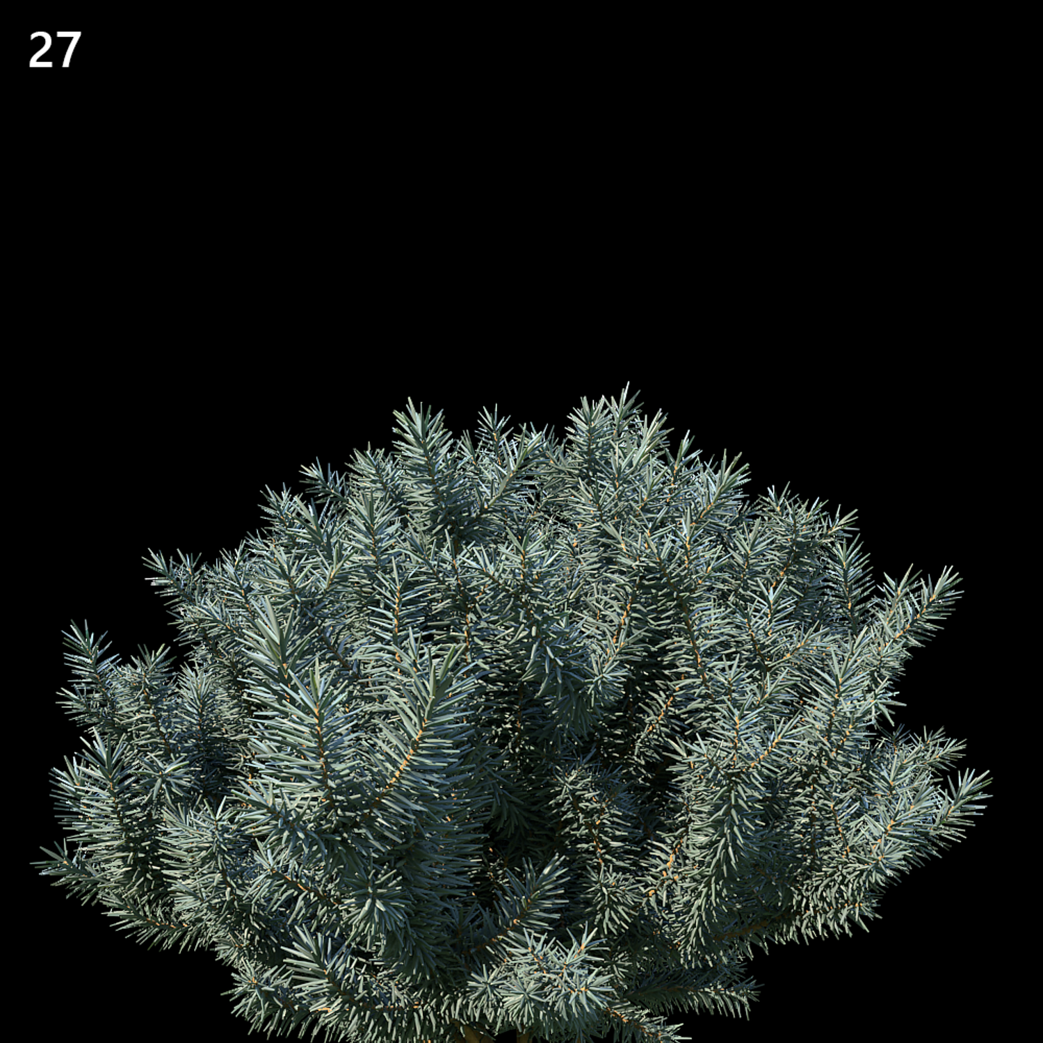 Picea Pungens Proxy Model