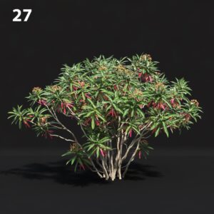 Euphorbia Melanocactus Proxy Model for SketchUp