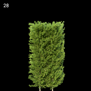 Carpinus Betulus Proxy Model