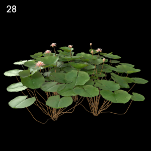 Light Pink Water Lily Proxy Model