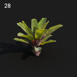 Neore Plant Proxy Model