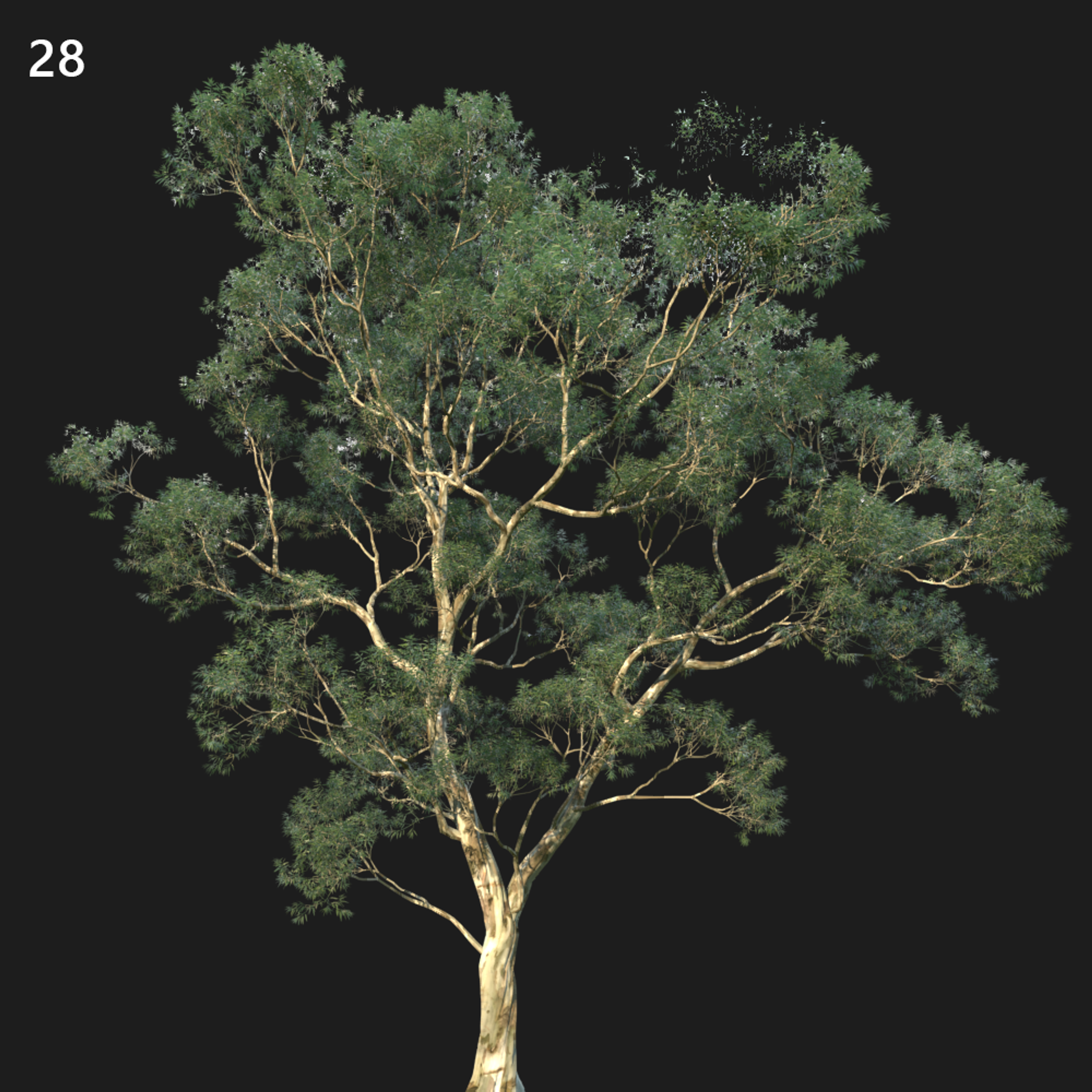 Eucalyptus Saligna Proxy Model for SketchUp