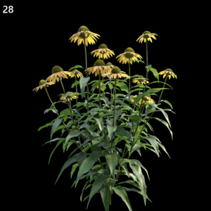 Echinacea Purpurea Model