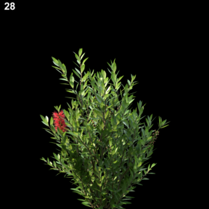 Callistemon Citrinus Proxy Model for SketchUp
