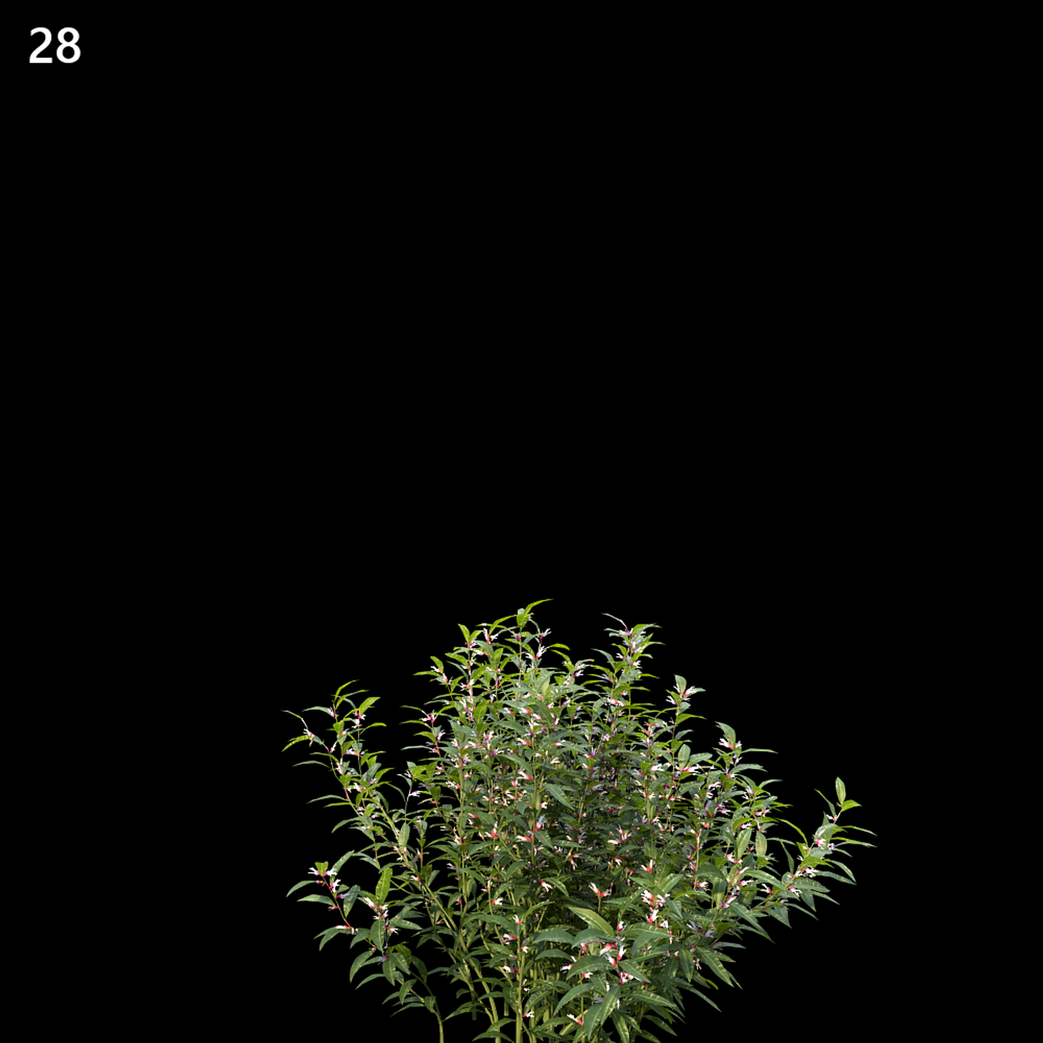 Sarcococca Hookeriana Proxy Model for SketchUp with V-Ray