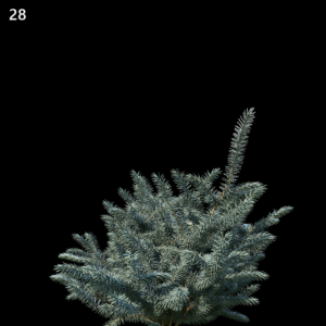 Picea Pungens Proxy Model