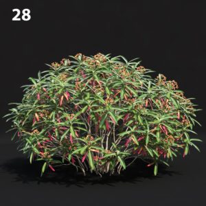 Euphorbia Proxy Model for SketchUp with V-Ray