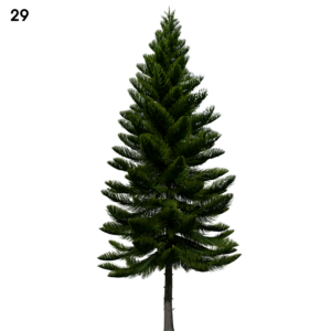 Araucaria Tree Proxy Model