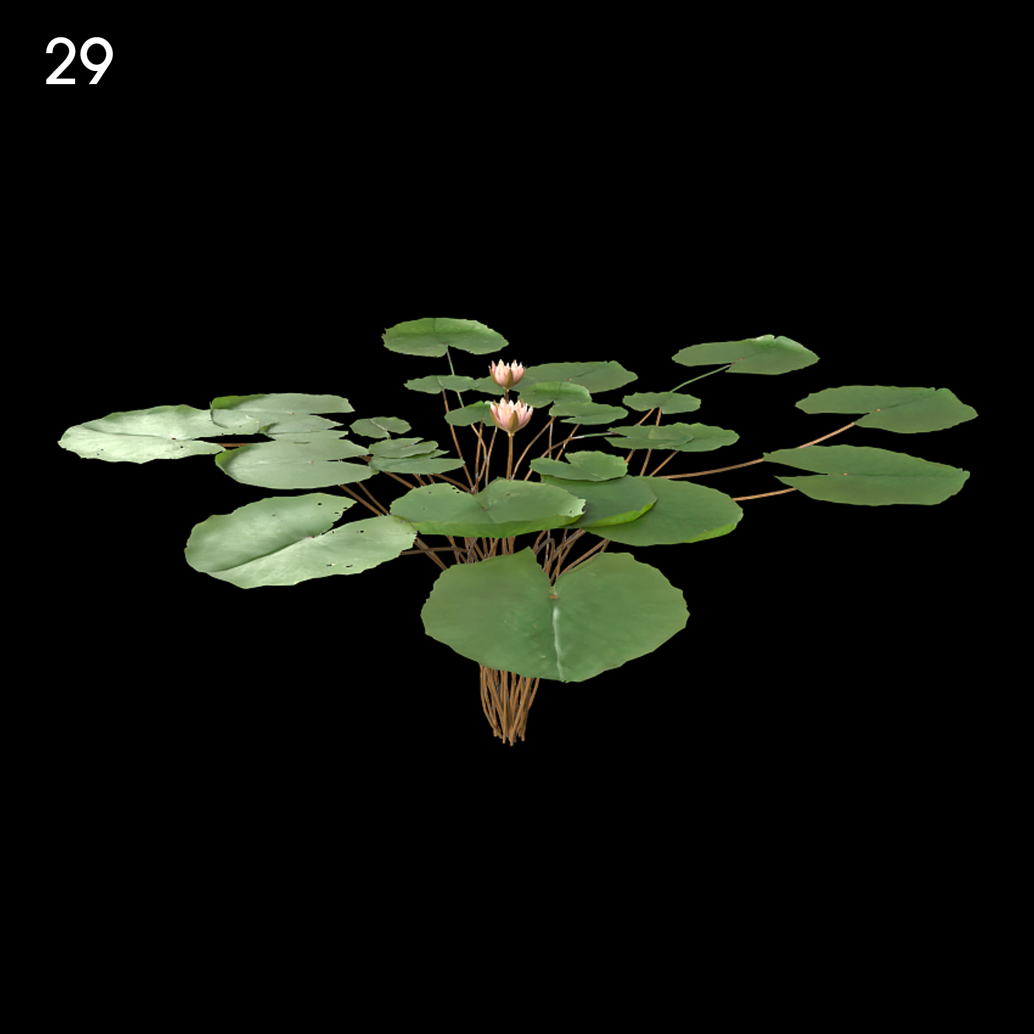 Light Pink Nymphaea Proxy Model