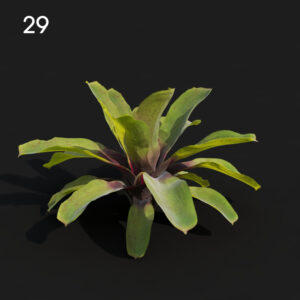 Realistic Neoregelia Proxy Model for SketchUp