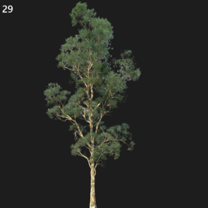 Eucalyptus Saligna Proxy Model