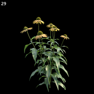 Echinacea Purpurea Plant Model