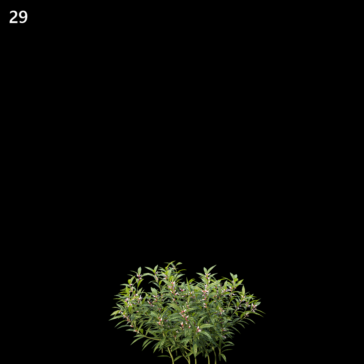 Sarcococca Hookeriana Proxy Model for SketchUp