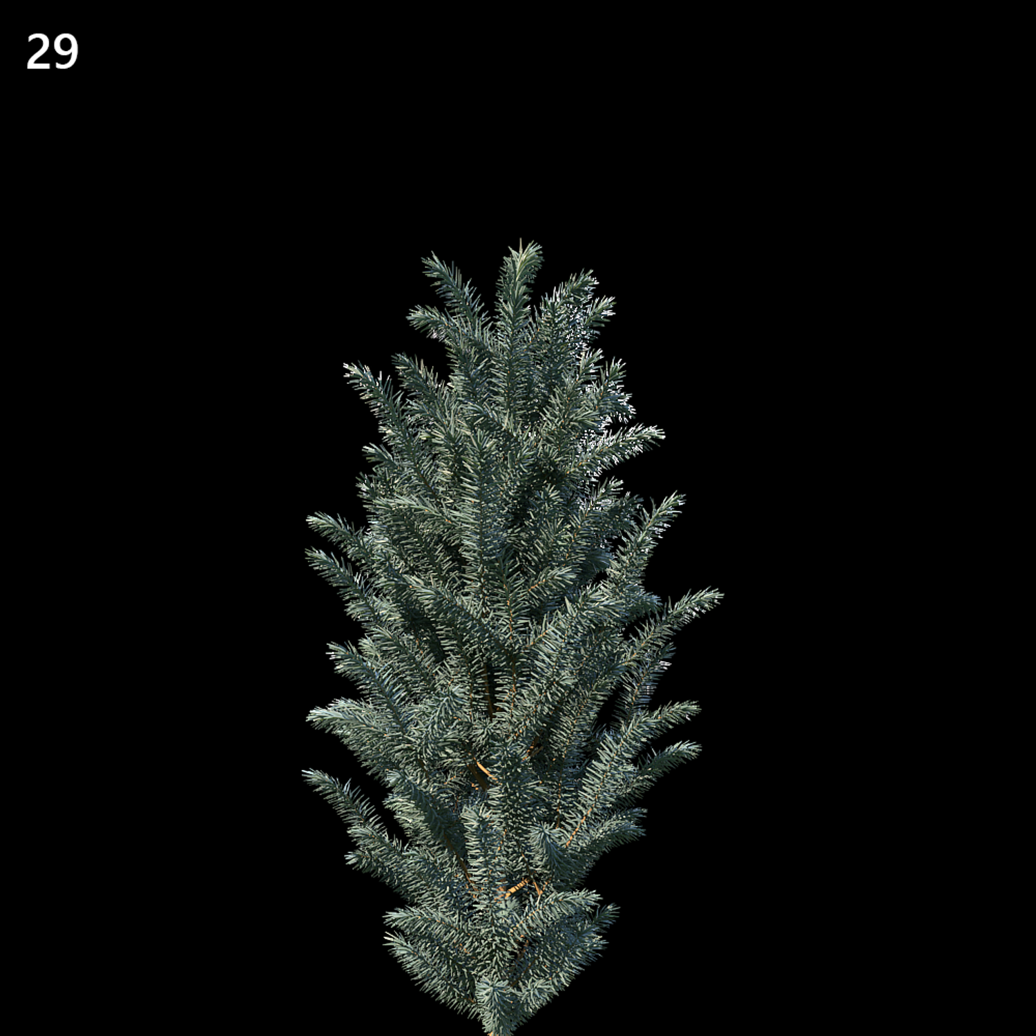 Picea Pungens Proxy Model for SketchUp with V-Ray