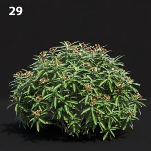 Euphorbia Melanococca Proxy Model for SketchUp with V-Ray