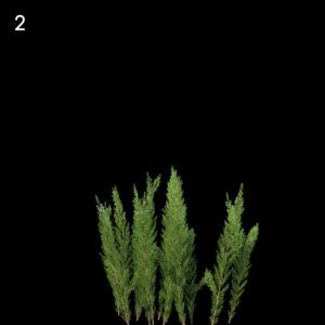 Erica Arborea Proxy Model for SketchUp with V-Ray