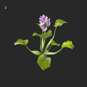 Water Hyacinth Proxy Model for SketchUp