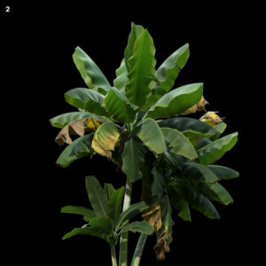 Musa Acuminata Proxy Model