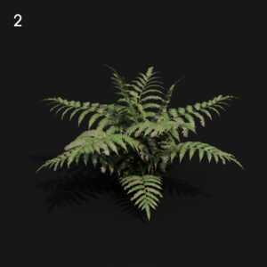 Cibotium Fern Proxy Model