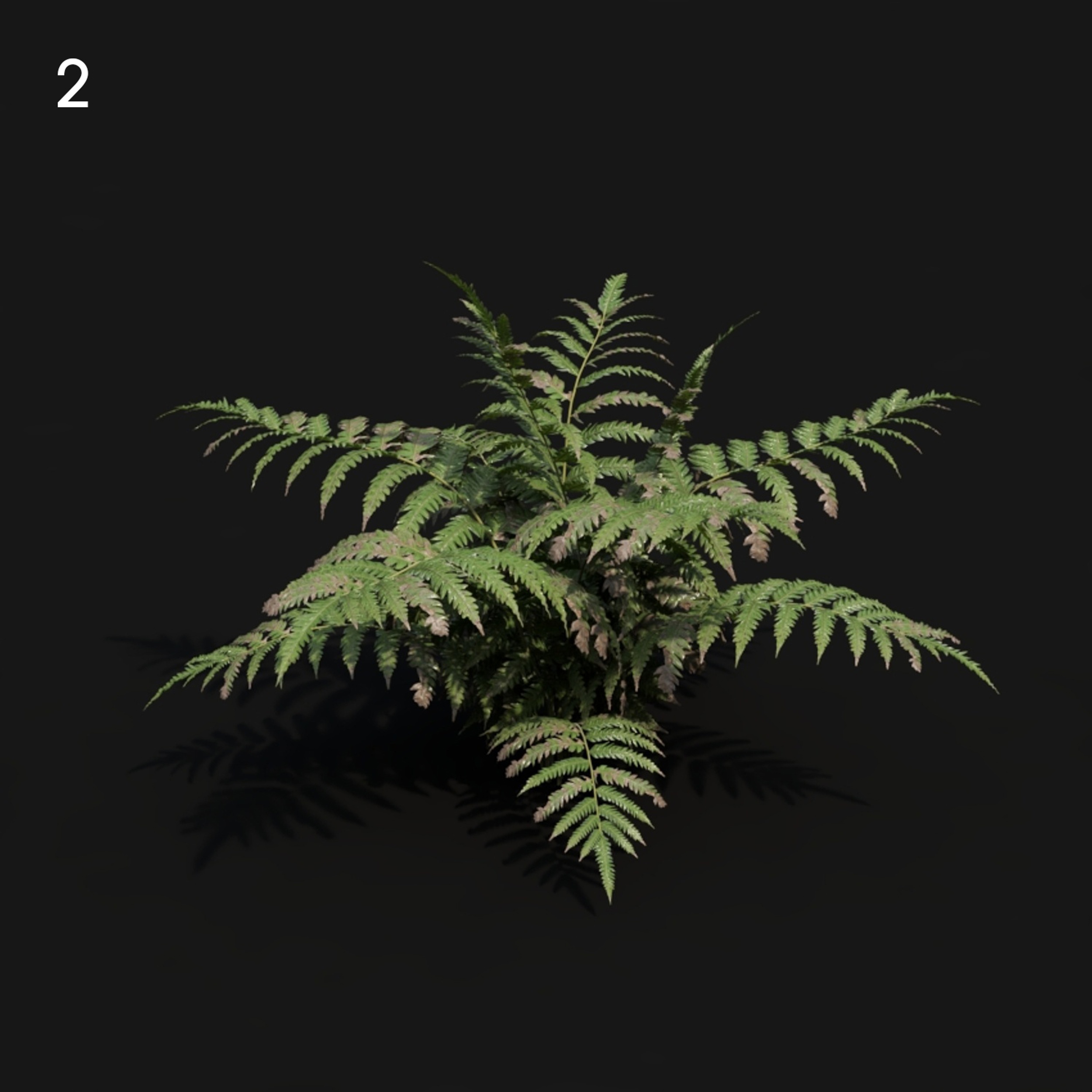 Cibotium Fern Proxy Model