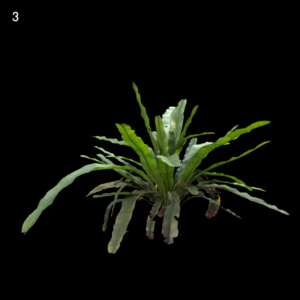 Asplenium Nidus Plant Proxy Model