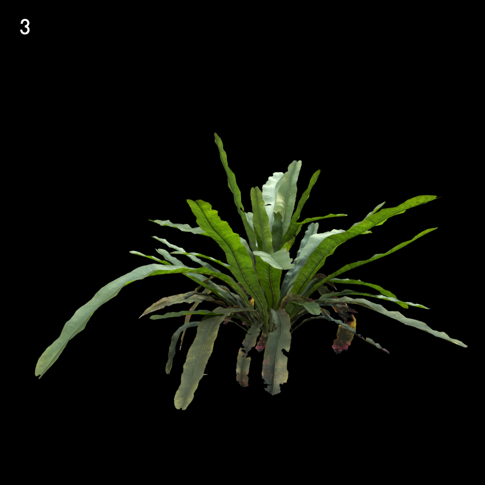 Asplenium Nidus Plant Proxy Model