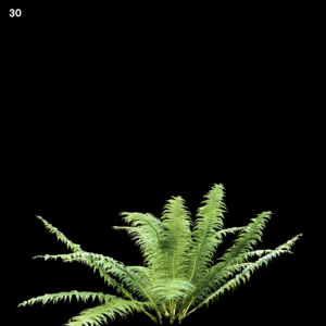 Nephrolepis Fern Proxy Model