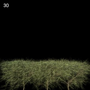 Casuarina Equisetifolia Proxy Model