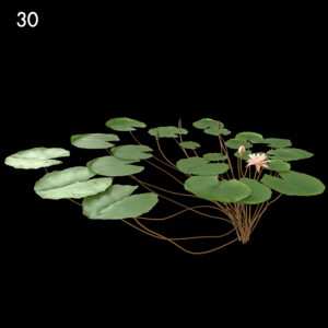 Light Pink Nymphaea Plant Proxy Model