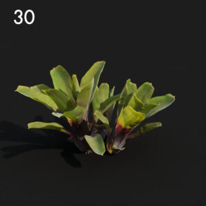 Neore Plant Proxy Model for SketchUp with V-Ray